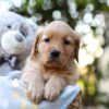 Image of Remi, a Golden Retriever puppy