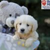 Image of Rex, a Golden Retriever puppy
