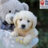 Image of Rex, a Golden Retriever puppy