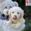 Image of Rex, a Golden Retriever puppy