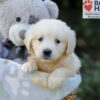 Image of Rex, a Golden Retriever puppy