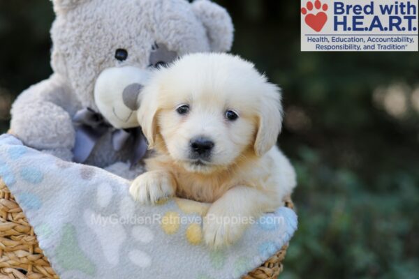 Image of Rex, a Golden Retriever puppy