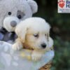 Image of Rex, a Golden Retriever puppy