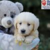 Image of Rex, a Golden Retriever puppy