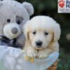 Image of Rex, a Golden Retriever puppy