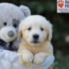 Image of Rex, a Golden Retriever puppy