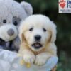 Image of Rex, a Golden Retriever puppy