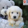 Image of Rex, a Golden Retriever puppy
