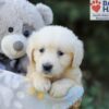 Image of Rex, a Golden Retriever puppy