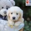 Image of Rex, a Golden Retriever puppy
