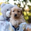 Image of Richie, a Golden Retriever puppy