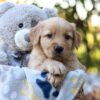 Image of Richie, a Golden Retriever puppy