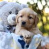 Image of Richie, a Golden Retriever puppy