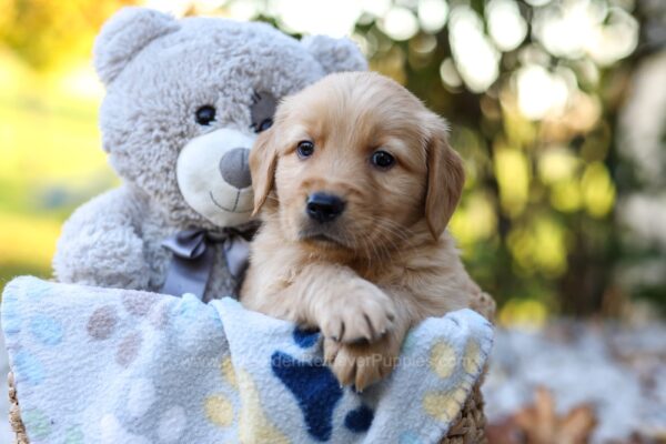 Image of Richie, a Golden Retriever puppy