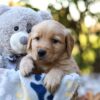 Image of Richie, a Golden Retriever puppy