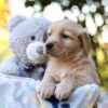 Image of Richie, a Golden Retriever puppy