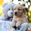 Image of Richie, a Golden Retriever puppy