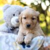 Image of Richie, a Golden Retriever puppy