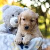 Image of Richie, a Golden Retriever puppy