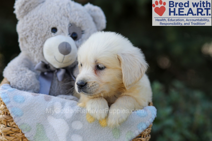 Ruby Image of Ruby, a Golden Retriever puppy