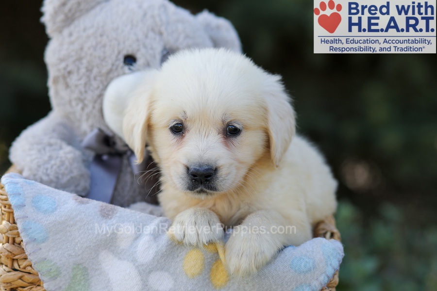 Ruby Image of Ruby, a Golden Retriever puppy