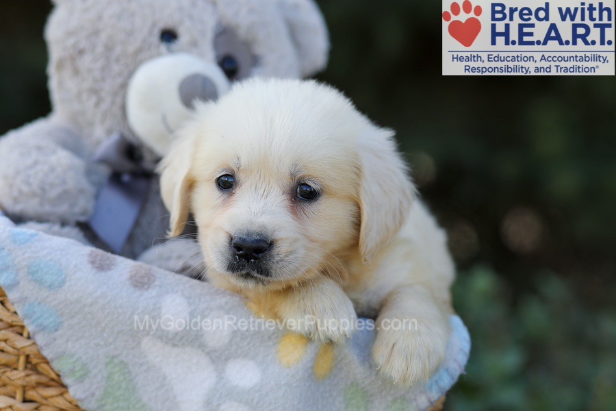 Ruby Image of Ruby, a Golden Retriever puppy