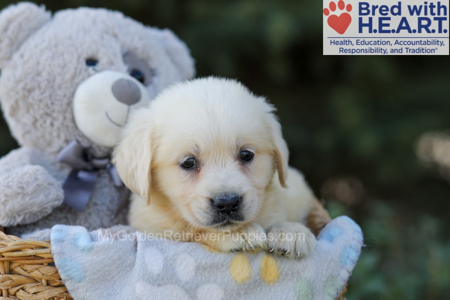 Ruby Image of Ruby, a Golden Retriever puppy