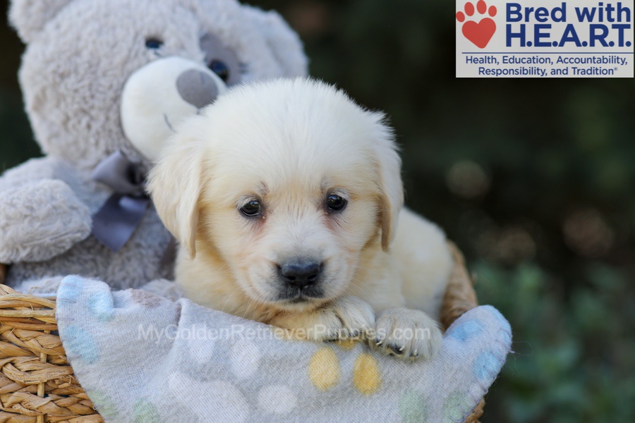 Ruby Image of Ruby, a Golden Retriever puppy