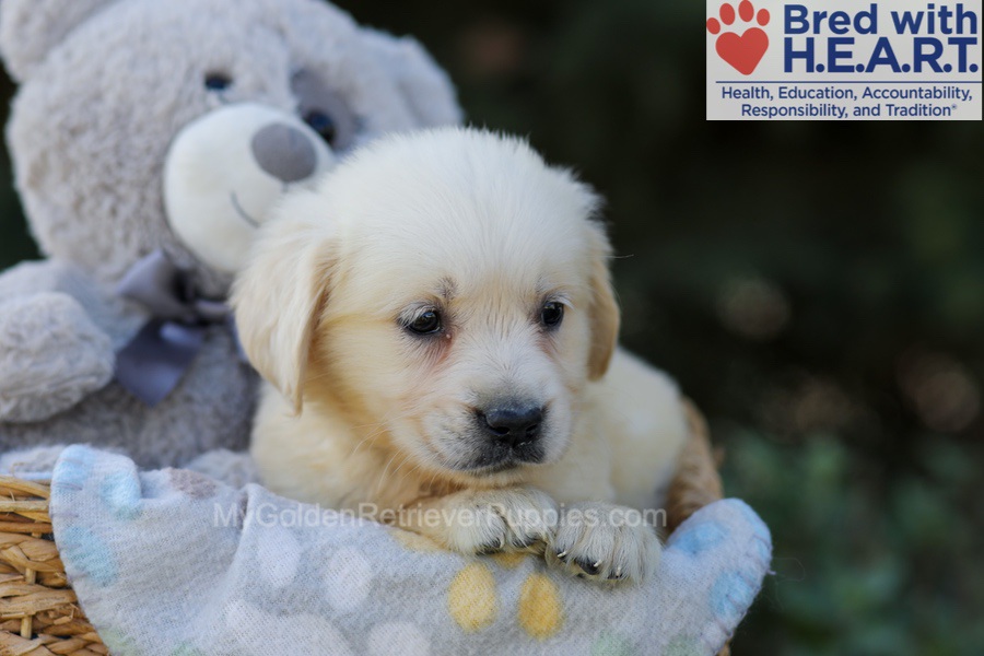 Ruby Image of Ruby, a Golden Retriever puppy