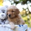 Image of Rusty, a Golden Retriever puppy