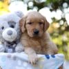 Image of Rusty, a Golden Retriever puppy