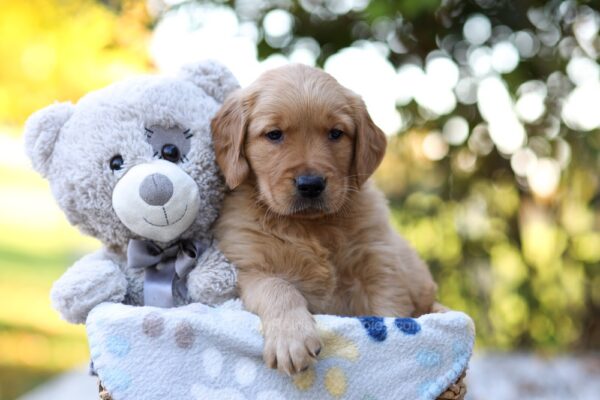 Image of Rusty, a Golden Retriever puppy