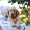 Image of Rusty, a Golden Retriever puppy