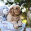 Image of Rusty, a Golden Retriever puppy