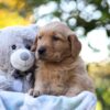 Image of Rusty, a Golden Retriever puppy