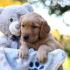 Image of Rusty, a Golden Retriever puppy