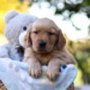 Image of Rusty, a Golden Retriever puppy