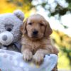 Image of Rusty, a Golden Retriever puppy