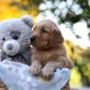 Image of Rusty, a Golden Retriever puppy
