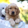Image of Rusty, a Golden Retriever puppy