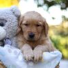 Image of Rusty, a Golden Retriever puppy