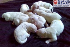 Image of Holiday Creams 🎄, a Golden Retriever puppy