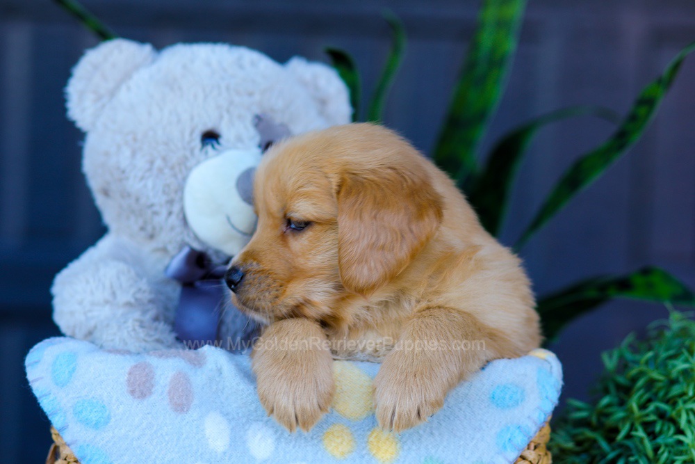 Archer Image of Archer, a Golden Retriever puppy