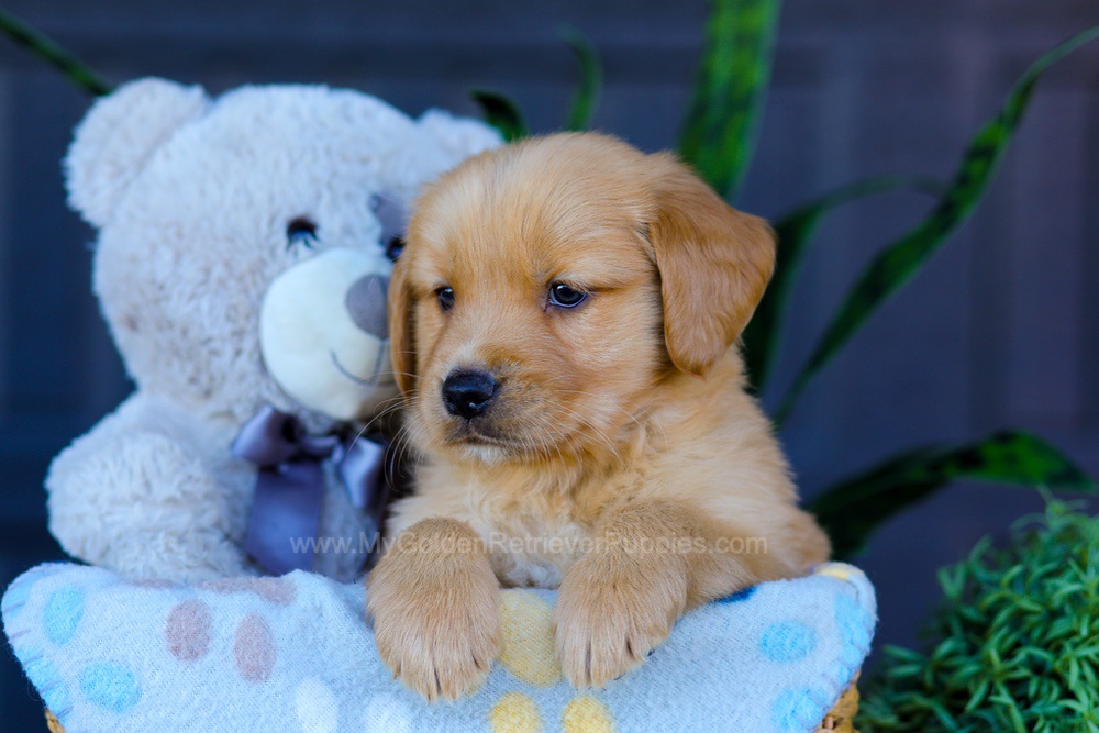 Archer Image of Archer, a Golden Retriever puppy