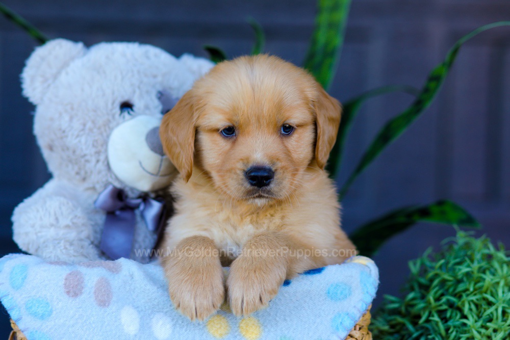 Archer Image of Archer, a Golden Retriever puppy