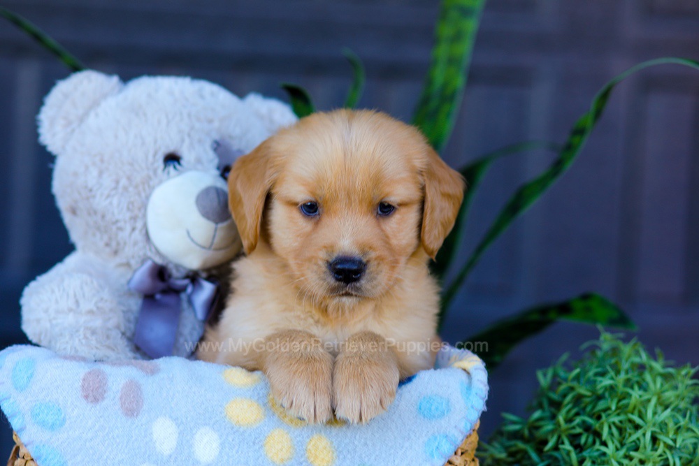 Archer Image of Archer, a Golden Retriever puppy