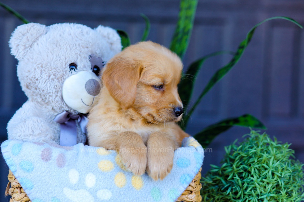 Archer Image of Archer, a Golden Retriever puppy