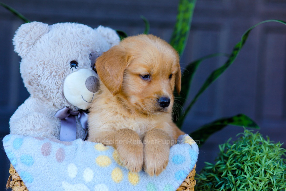 Archer Image of Archer, a Golden Retriever puppy