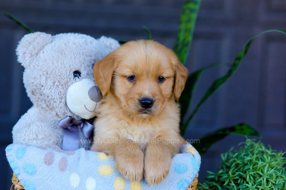 Archer Image of Archer, a Golden Retriever puppy
