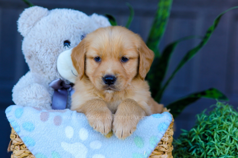 Archer Image of Archer, a Golden Retriever puppy
